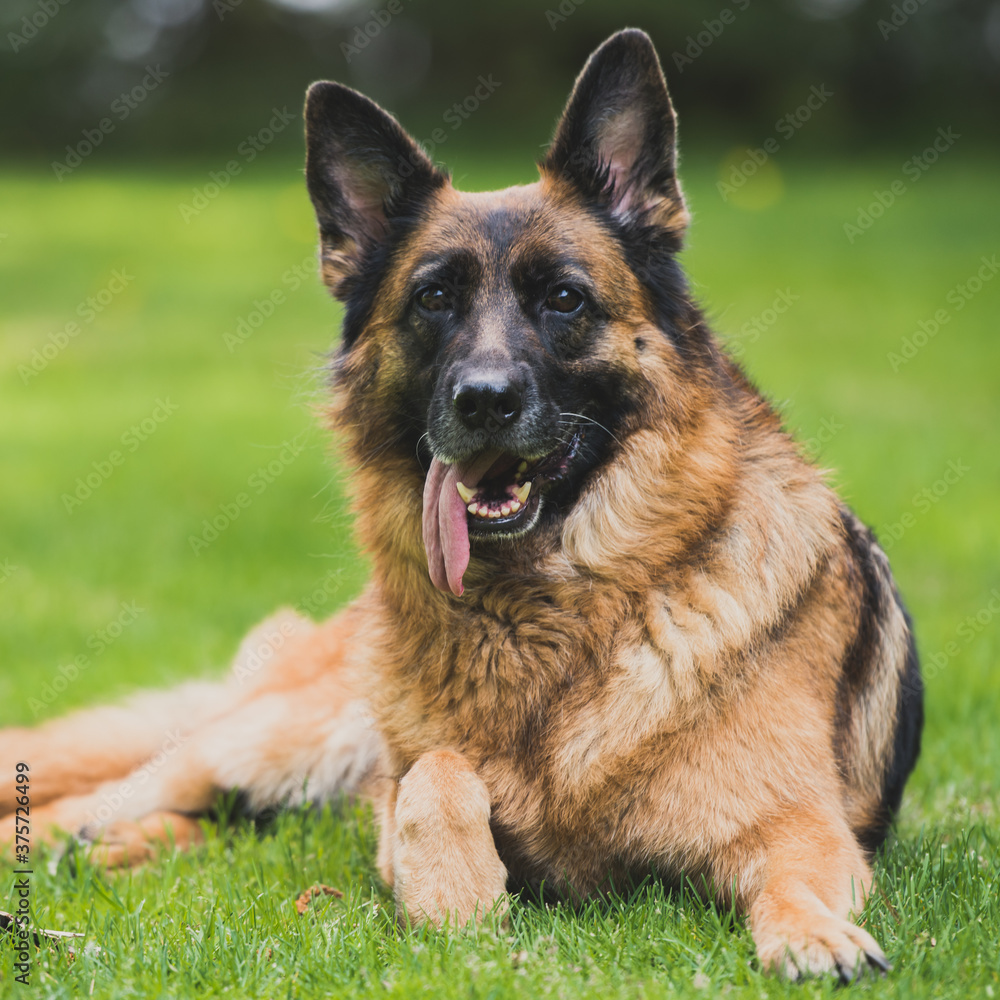 German Shepherd dog tongue sticking out the side of her mouth German Shepherd dog tongue sticking out the side of her mouth