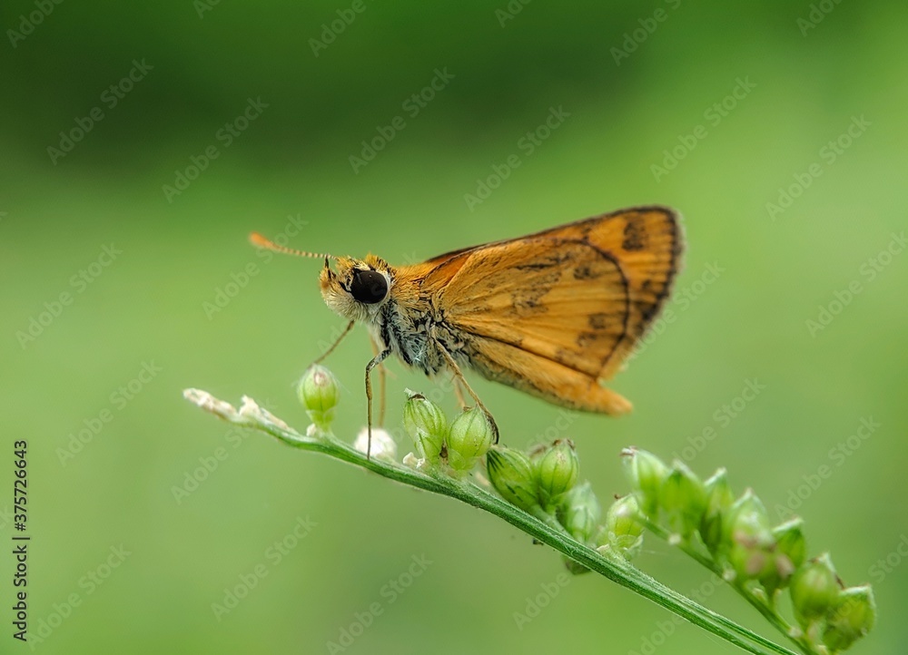 Skippers - Close up detail of Skippers, Skippers in the wild with blur background Skippers - Close up detail of Skippers, Skippers in the wild with blur background