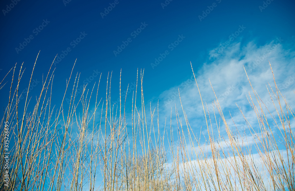 Tall grass and blue skies - looking upward Tall grass and blue skies - looking upward