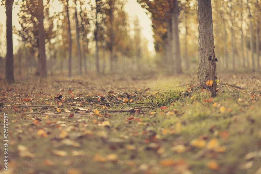 An autumn forest from ant view An autumn forest from ant view