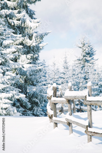 Winter Landscape With Wooden Fence And Snowy Pines photo