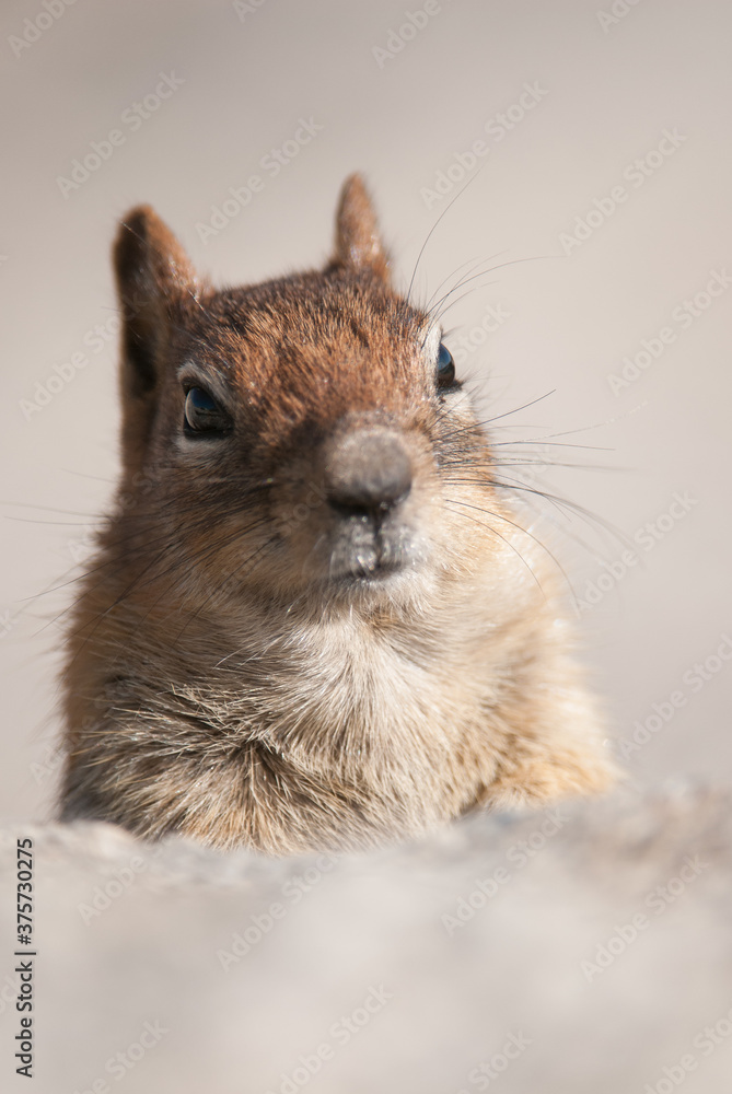 portrait of cute chipmunk in yosemite national park, california, portrait of cute chipmunk in yosemite national park, california,