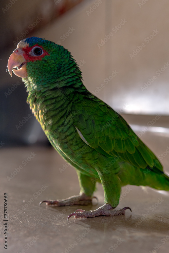 A portrait of a wild green parrot