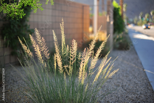 Illuminated Grass Plumes Along Sidewalk photo