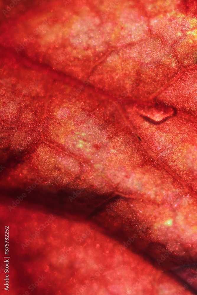 Macro close-up of a red begonia rex plant leaf Macro close-up of a red begonia rex plant leaf