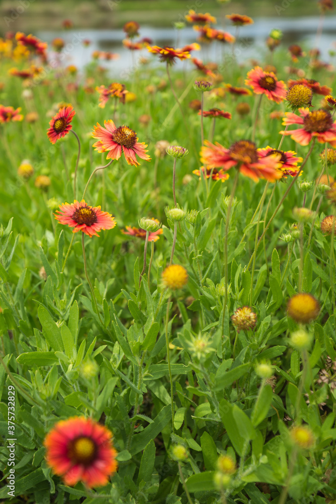 Wildflowers Blooming on a Sunny Day in Spring Wildflowers Blooming on a Sunny Day in Spring