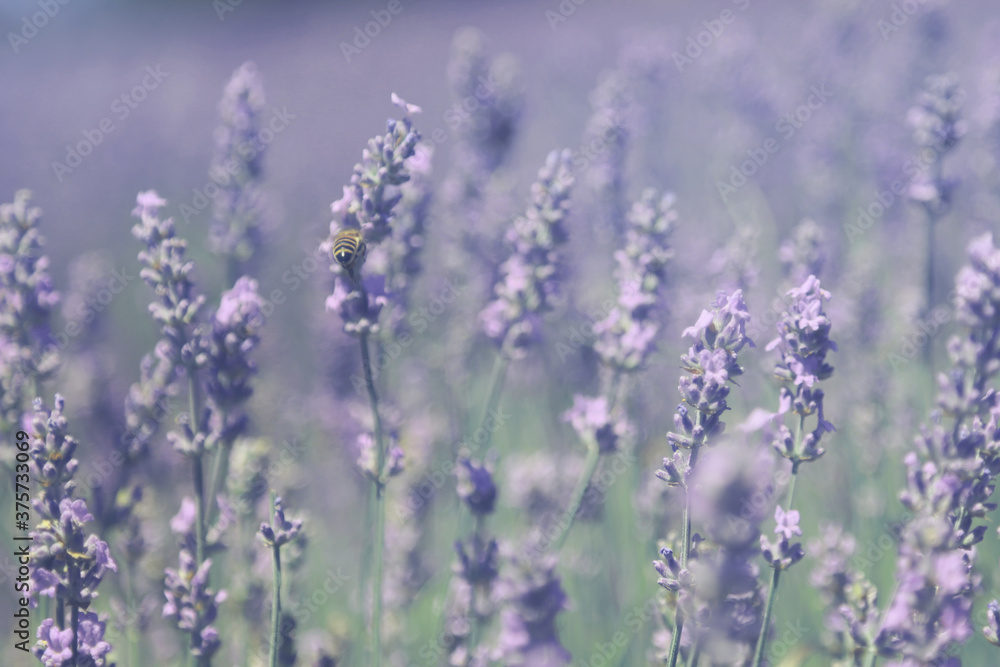 field lavender is in the morning  summer. The blur background.  Bee sits on lavender flower. Selective focus used.