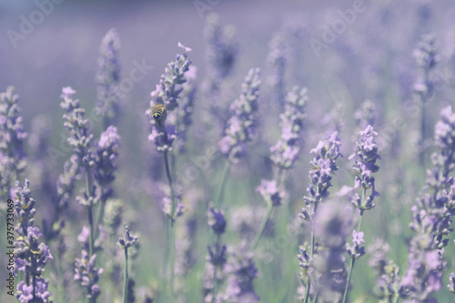 field lavender is in the morning  summer. The blur background.  Bee sits on lavender flower. Selective focus used. © ozerkina