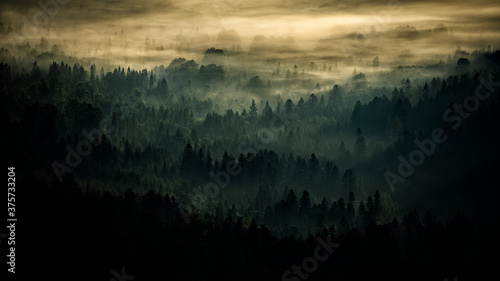 Fototapeta Naklejka Na Ścianę i Meble -  Sunrise over the mountain forest. Bieszczady National Park. Carpathian Mountains. Poland.