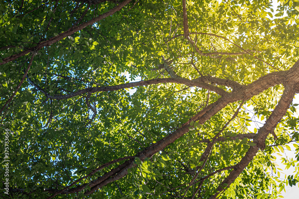 Sunlight Through Tree Leaves Sunlight Through Tree Leaves