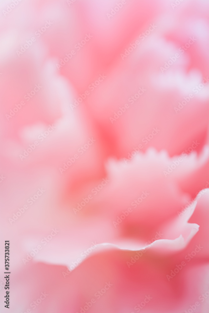 Pink carnation flower macro Pink carnation flower macro