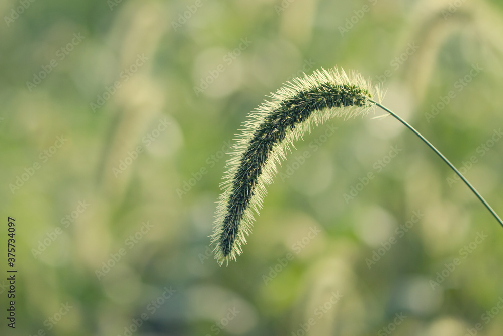 Green blade of grass against blurred background Green blade of grass against blurred background