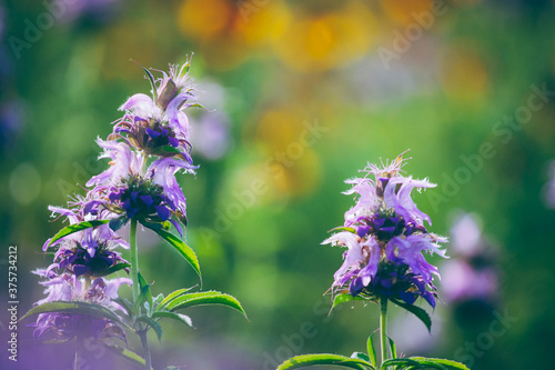 Central Texas Wildflowers, Purple Horsemint photo