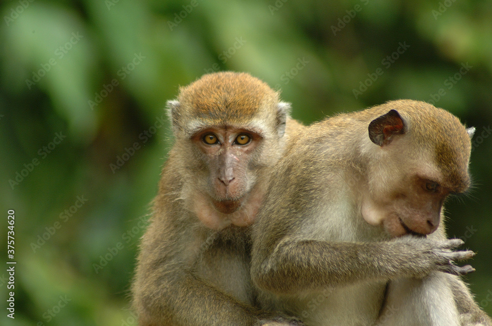 Macaques monkeys in Kuala Lumpur, Malaysia