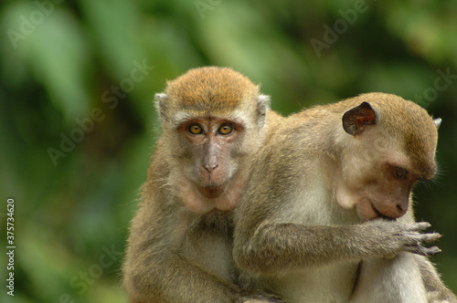 Photography Macaques monkeys in Kuala Lumpur, Malaysia