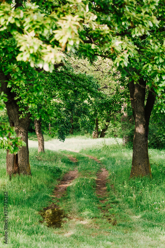 Path in the Forest photo