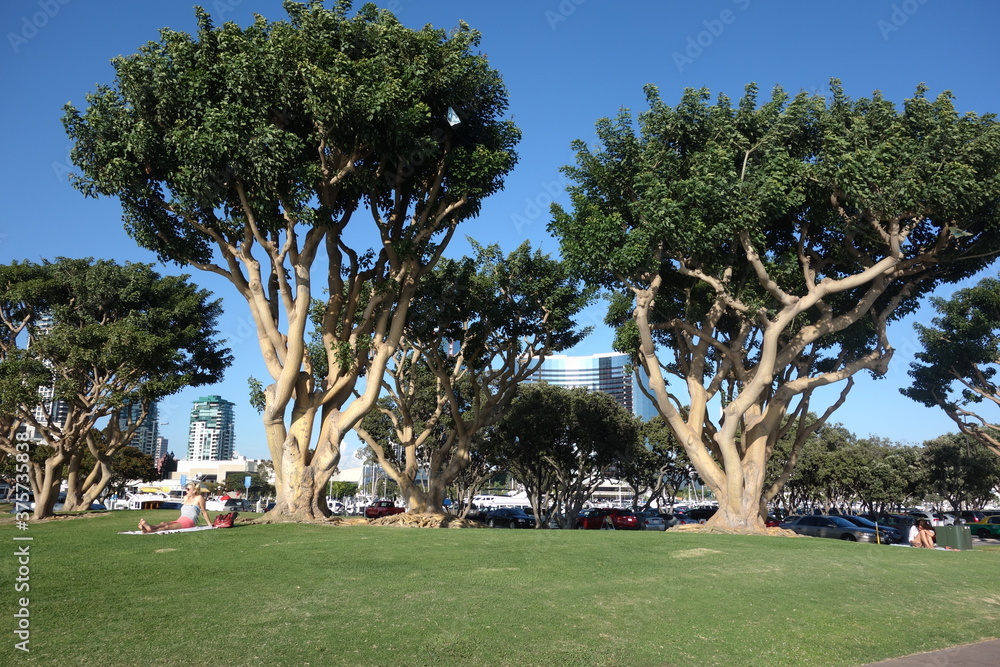Fototapeta premium palm trees on the coast