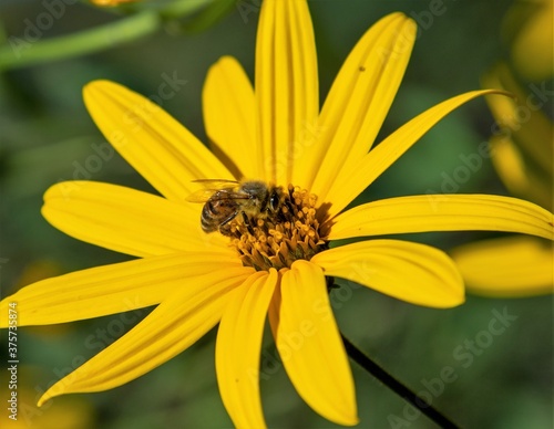 Yellow daisy flower, close-up, nature.