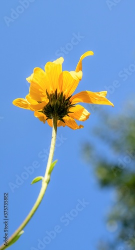 Yellow daisy flower  close-up  nature.