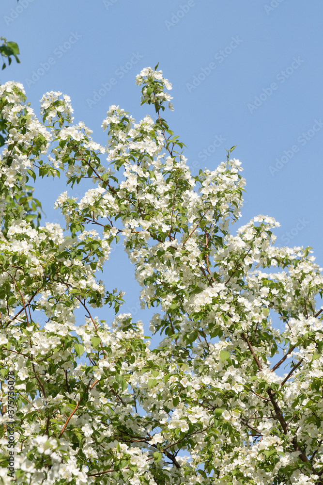 White flowers of an apple tree, green leaves of a tree. Nature spring flowering fruit trees. White flowers of an apple tree, green leaves of a tree. Nature spring flowering fruit trees.