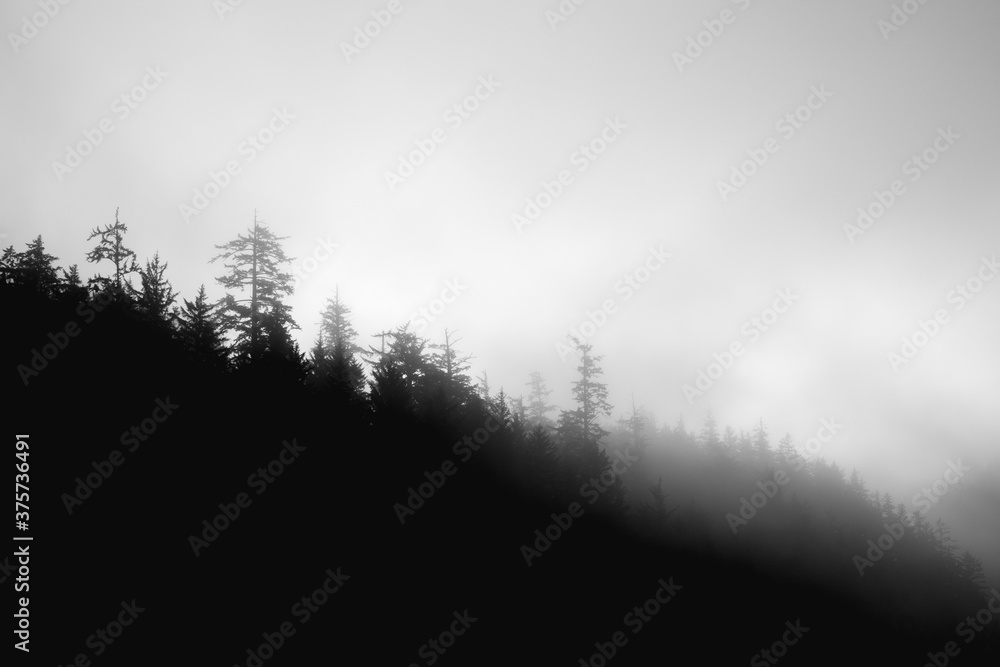 Top of foggy pine trees Top of foggy pine trees