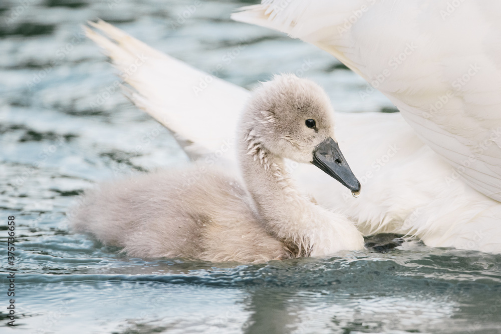 Baby swan with swimming with her mother Baby swan with swimming with her mother