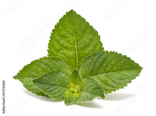 Green peppermint leaves on a white background.