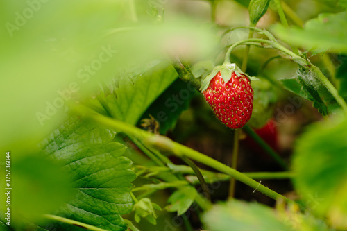 single unpicked strawberry in patch photo