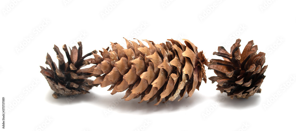 Spruce, pine cones on a white background. Spruce, pine cones on a white background.