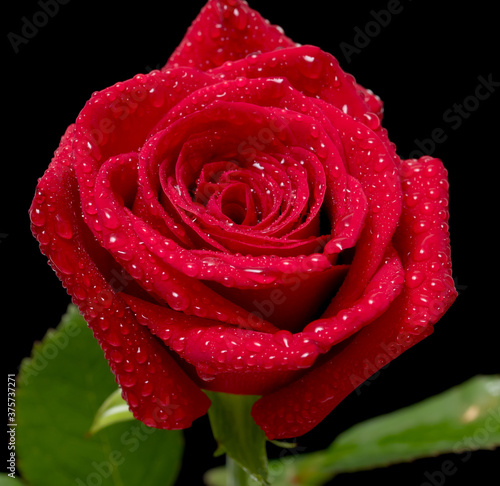 Fototapeta Naklejka Na Ścianę i Meble -  Red rose flower, water drops, on a black background.
