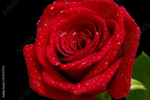Fototapeta Naklejka Na Ścianę i Meble -  Red rose flower, water drops, on a black background.