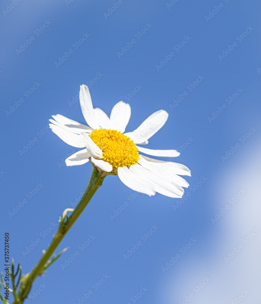 White daisy flower against the blue sky. White daisy flower against the blue sky.