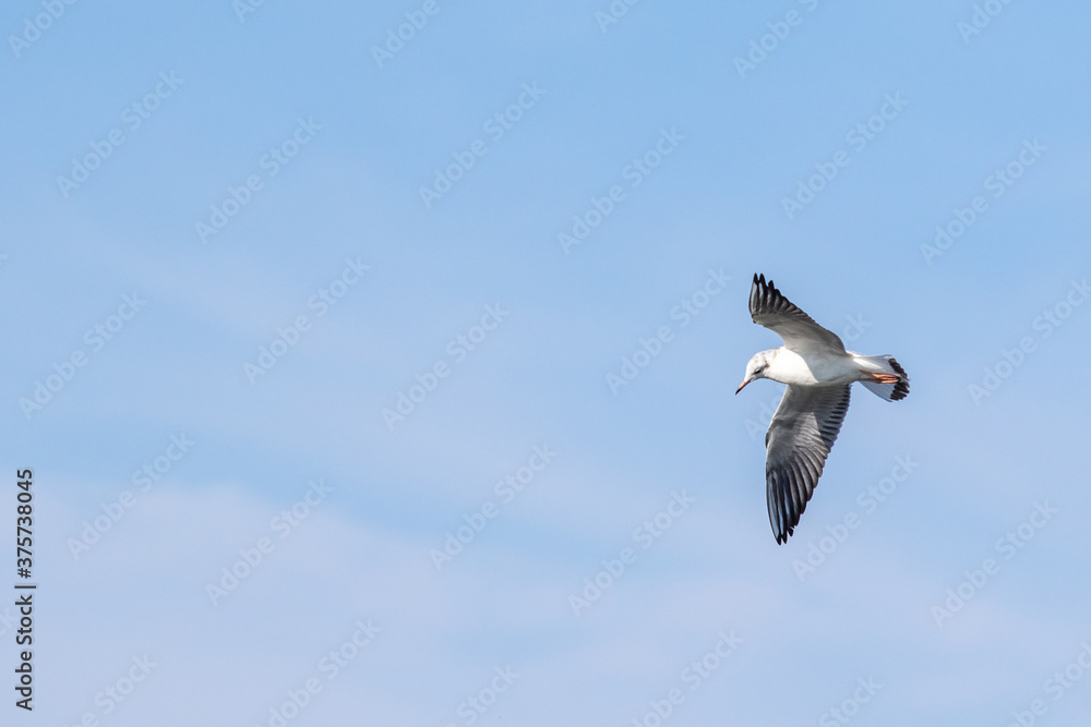 Birds Seagull in flight over water in the sky. Birds Seagull in flight over water in the sky.