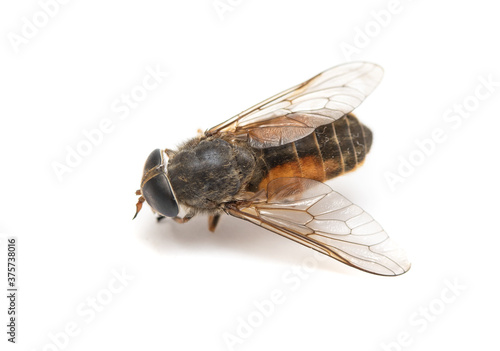 Insect flies, close-up on a white background.
