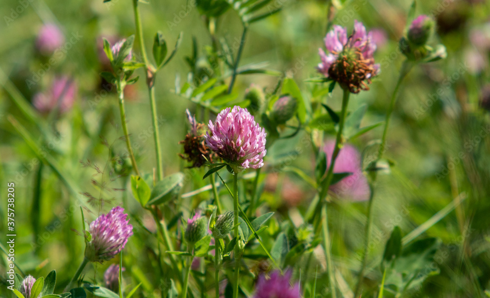 Clover flowers in green grass. Nature. Clover flowers in green grass. Nature.
