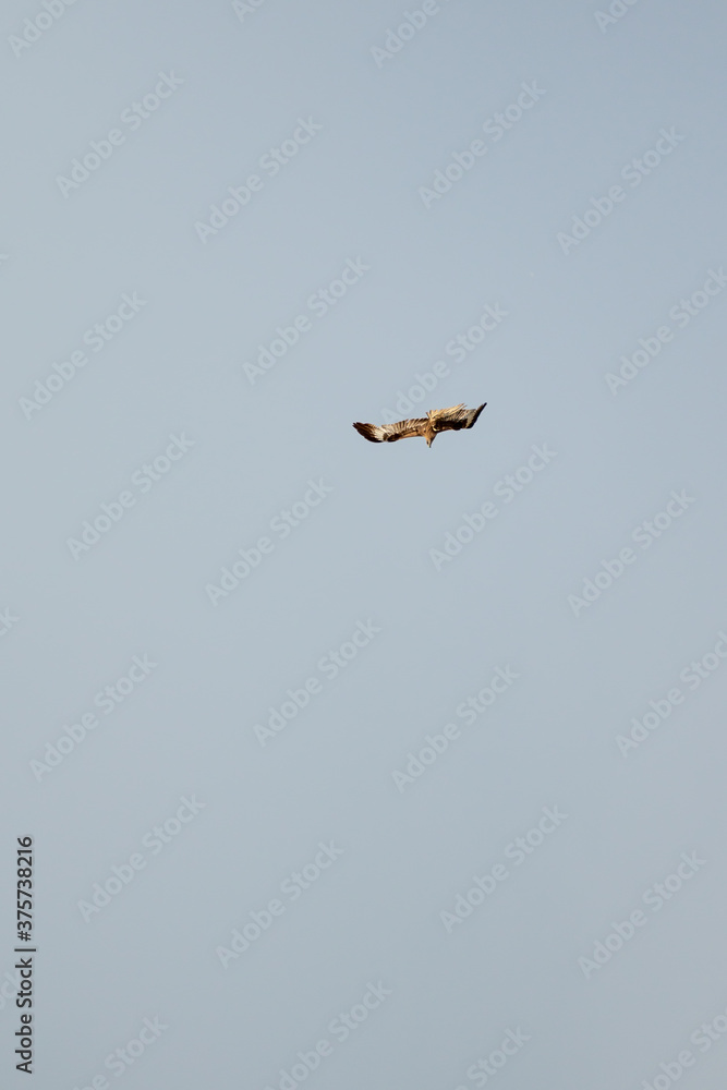 Falcon bird flies against the blue sky. Falcon bird flies against the blue sky.