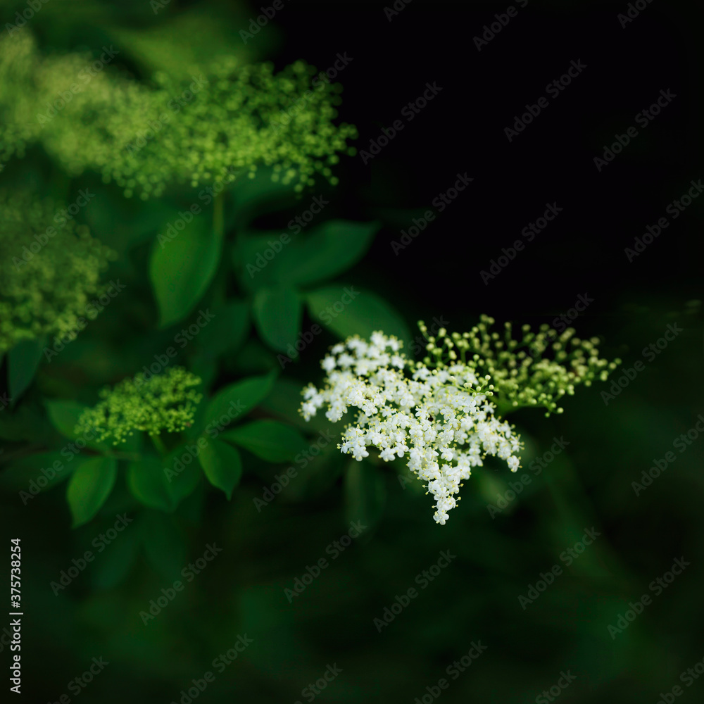 Close-up of elderberry flowers in bloom on the tree Close-up of elderberry flowers in bloom on the tree