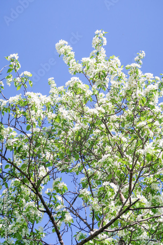 Spring landscape, branches of white flowers of fruit trees on a background of blue sky.