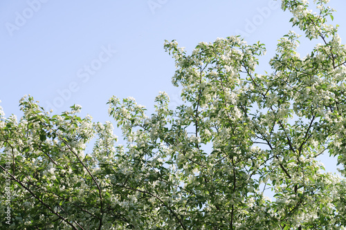 Spring landscape, branches of white flowers of fruit trees on a background of blue sky. © Prikhodko