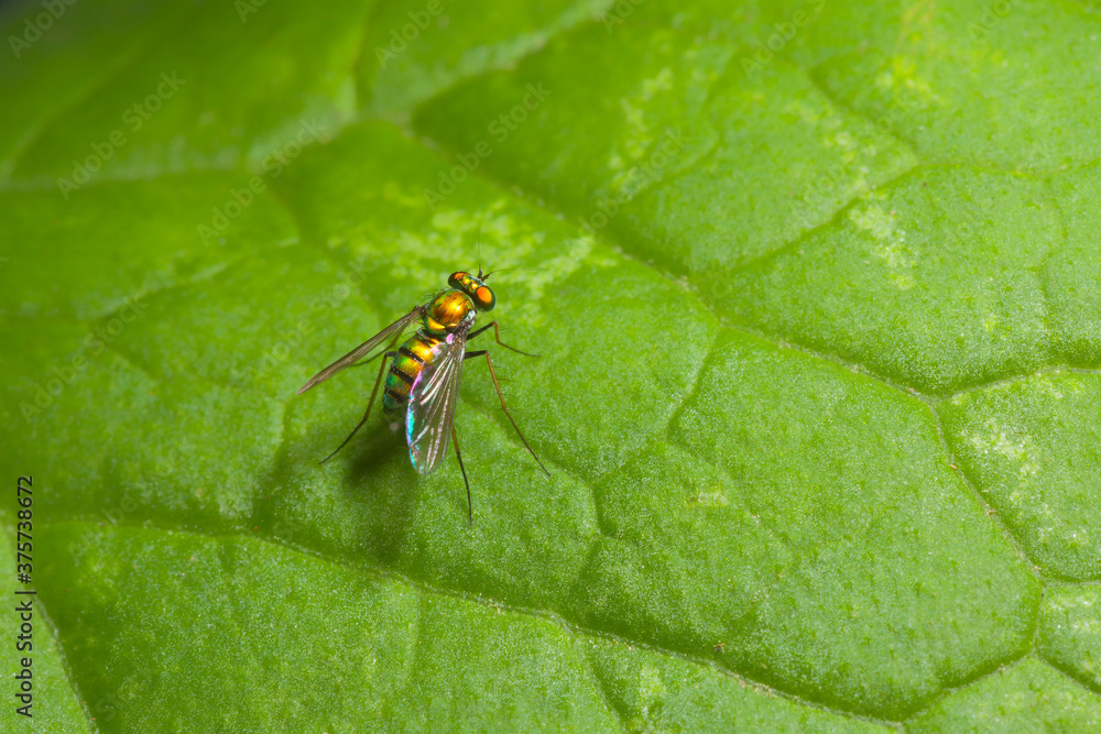 A tiny longlegged fly sitting on a green leaf. A tiny longlegged fly sitting on a green leaf.