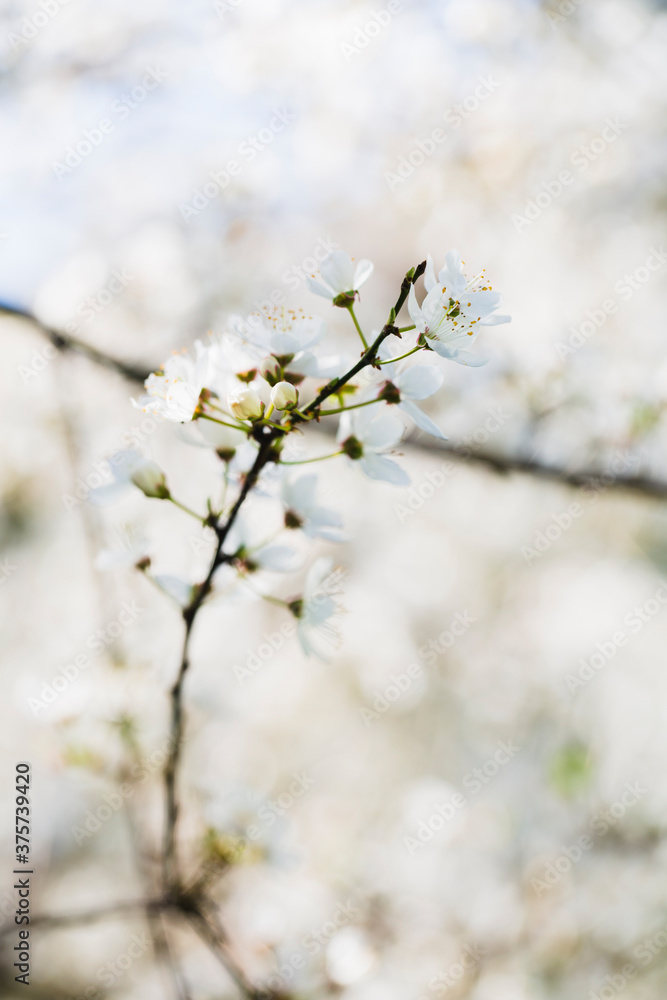 Close up of flowered wild plum branch on tree Close up of flowered wild plum branch on tree