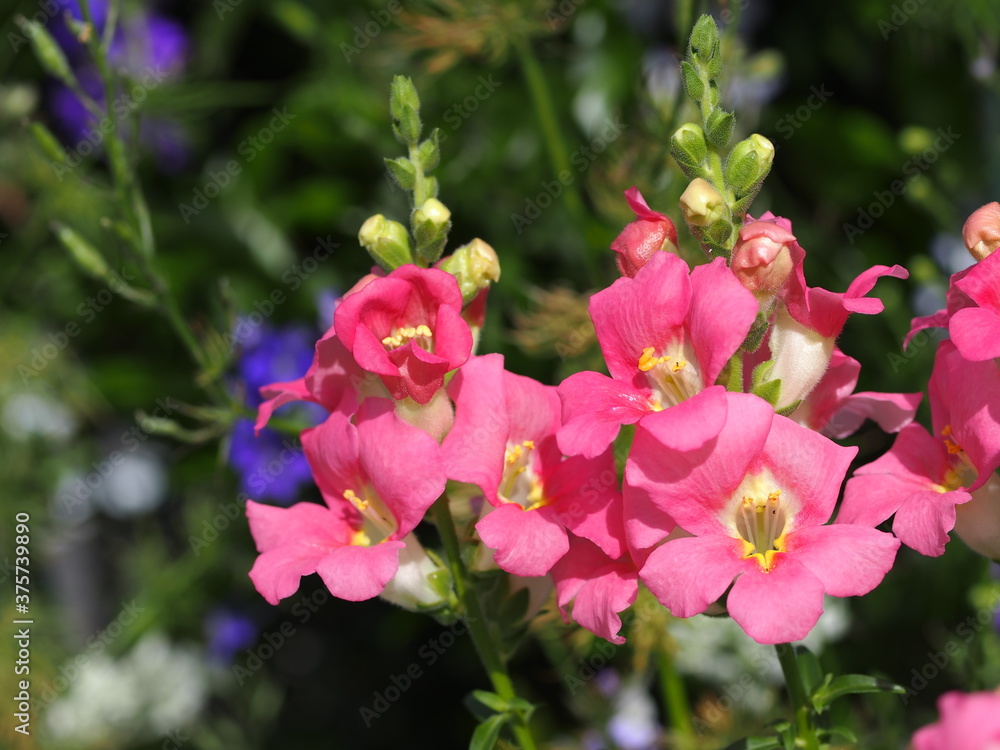 ピンクのキンギョソウの花 ピンクのキンギョソウの花