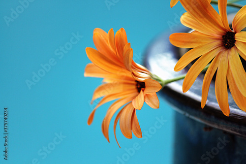 Bright orange flowers on blue background photo