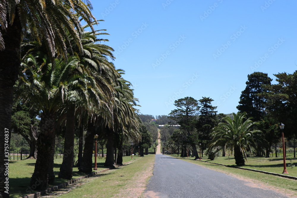 Fototapeta premium Gardens of Piria Castle with its foreign trees
