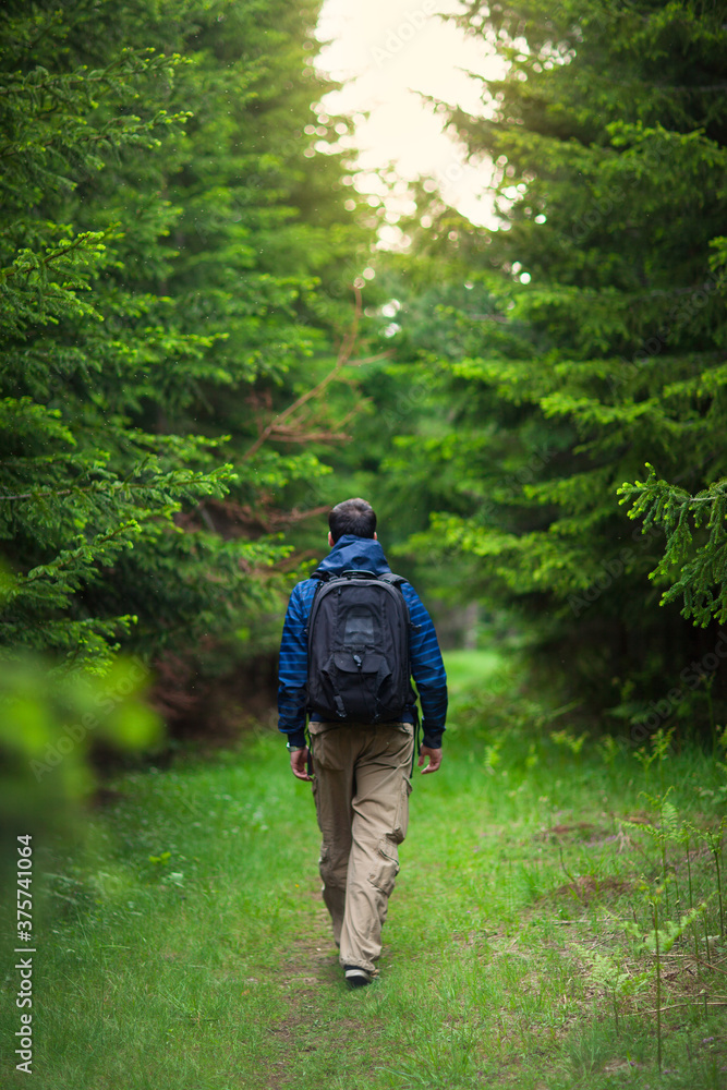 Man walking through the fir forest. Man walking through the fir forest.