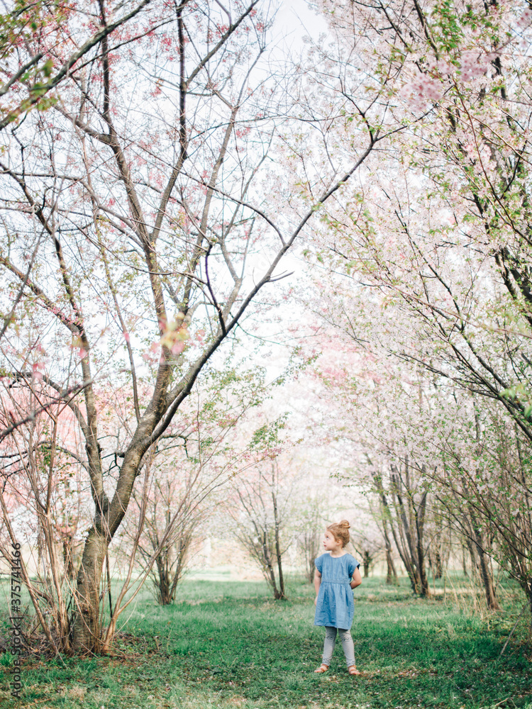 little girl standing beneath spring trees in bloom little girl standing beneath spring trees in bloom