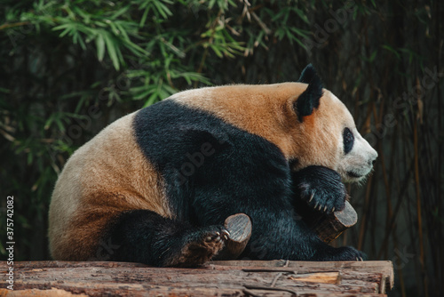 giant panda photo