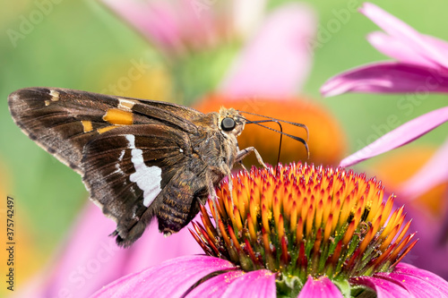 Slika na platnu Close Up of a Silver Spotted Skipper Butterfly on the Bloom of a Purple Coneflow