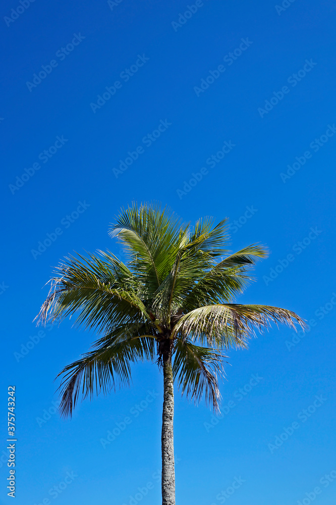 Coconut tree and blue sky