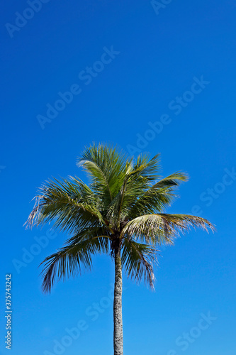 Coconut tree and blue sky